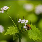 season for wild bees