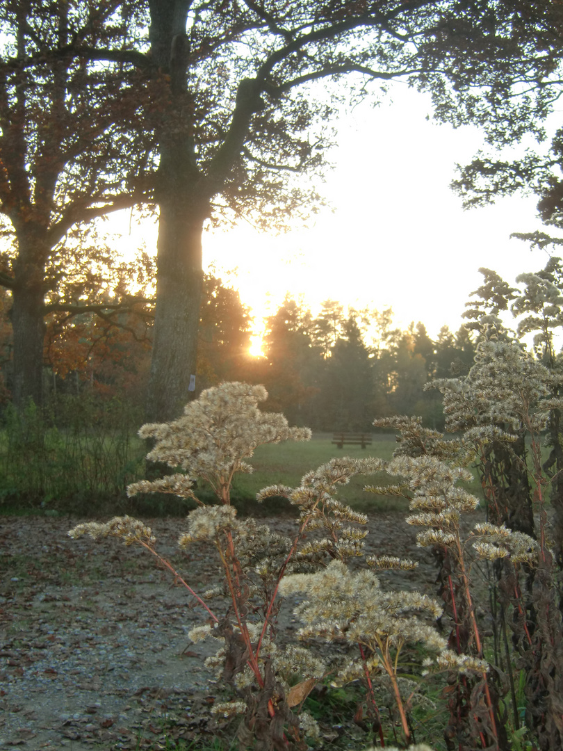 S.Eason -   Herbstwald