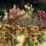 seasons.autumn.flowers