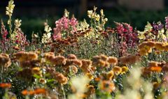 seasons.autumn.flowers