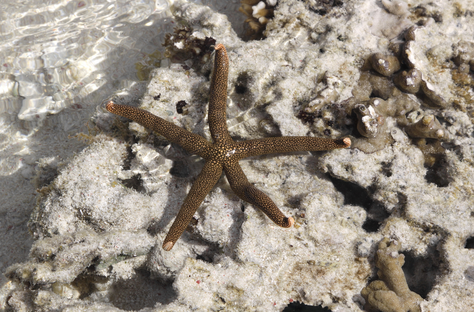 seastar