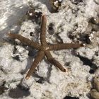 seastar