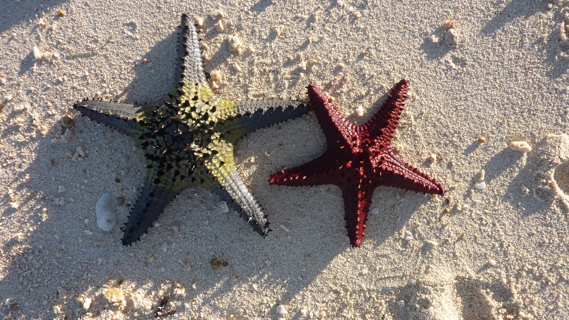 SeaStar at AABANA Resort Malapascua Island., Cebu, Philippines