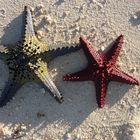 SeaStar at AABANA Resort Malapascua Island., Cebu, Philippines