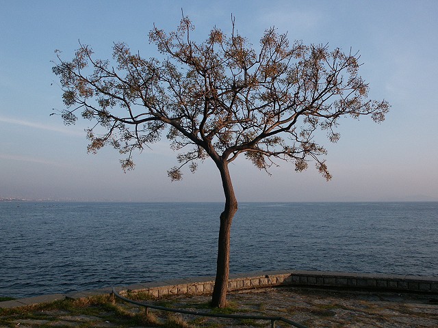 Seatree in istanbul