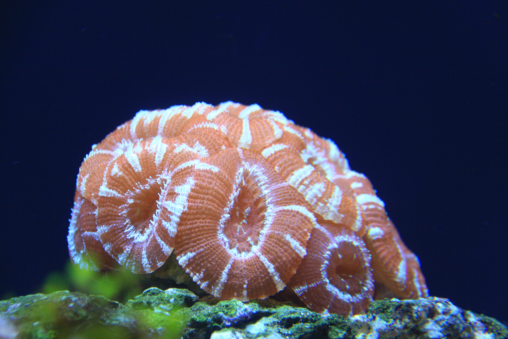 Seattle Aquarium II