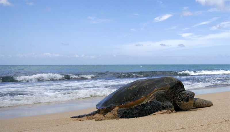 Seaturtle