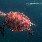 seaturtle