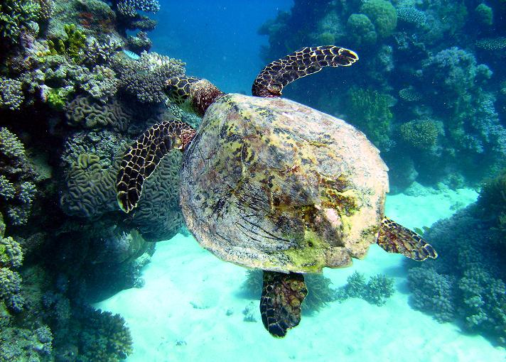 Seaturtle - Great Barrier Reef