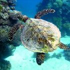 Seaturtle - Great Barrier Reef