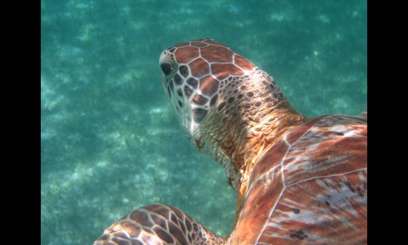 Seaturtle I