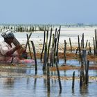 Seaweed Farm auf Zanzibar