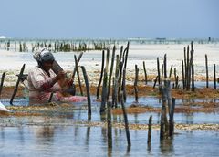 Seaweed Farm auf Zanzibar