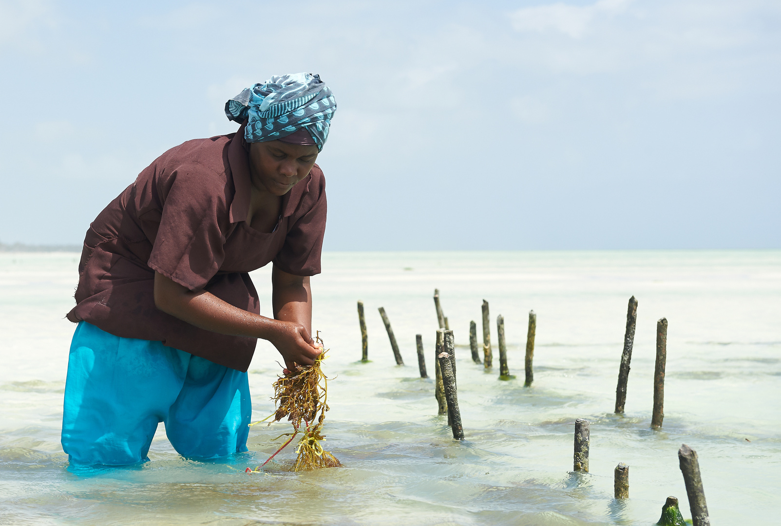 Seaweed Farm auf Zanzibar II