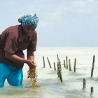 Seaweed Farm auf Zanzibar II