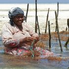 Seaweed Farm