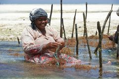 Seaweed Farm