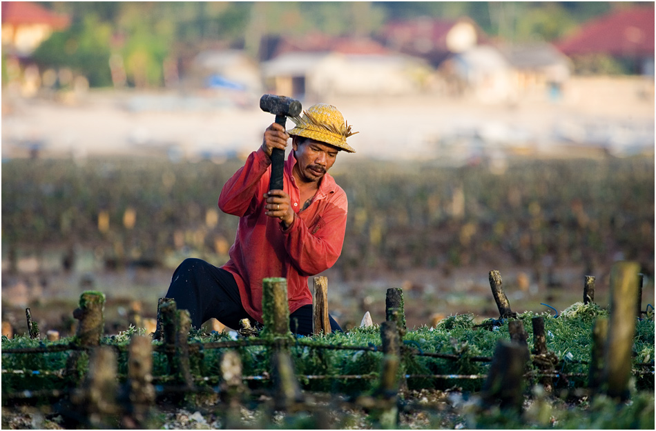 seaweed farmer