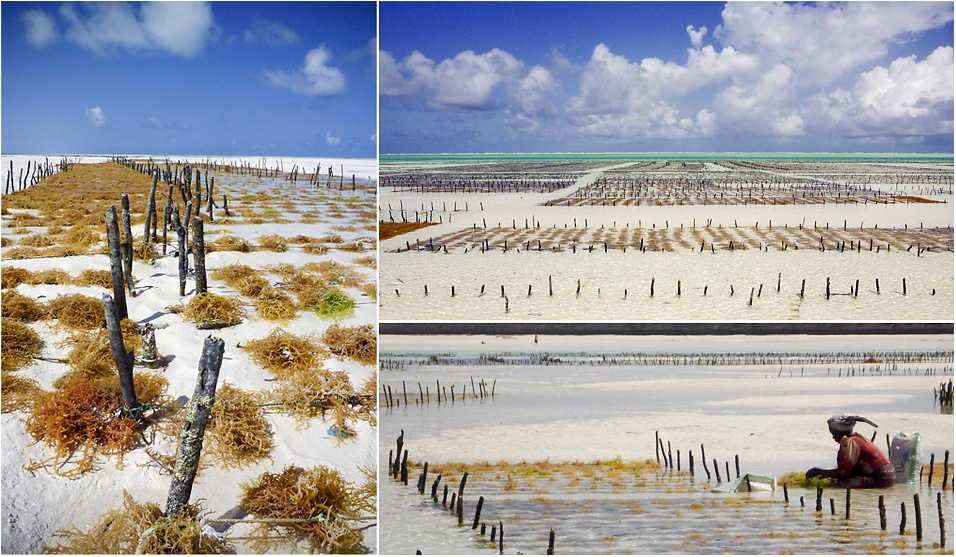 *seaweed fields #2*