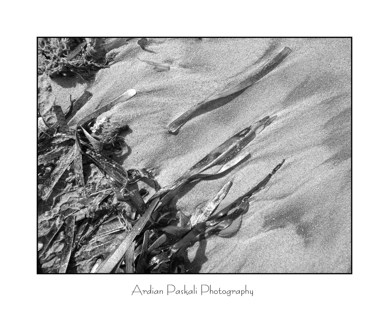 SEAWEED ON THE SAND