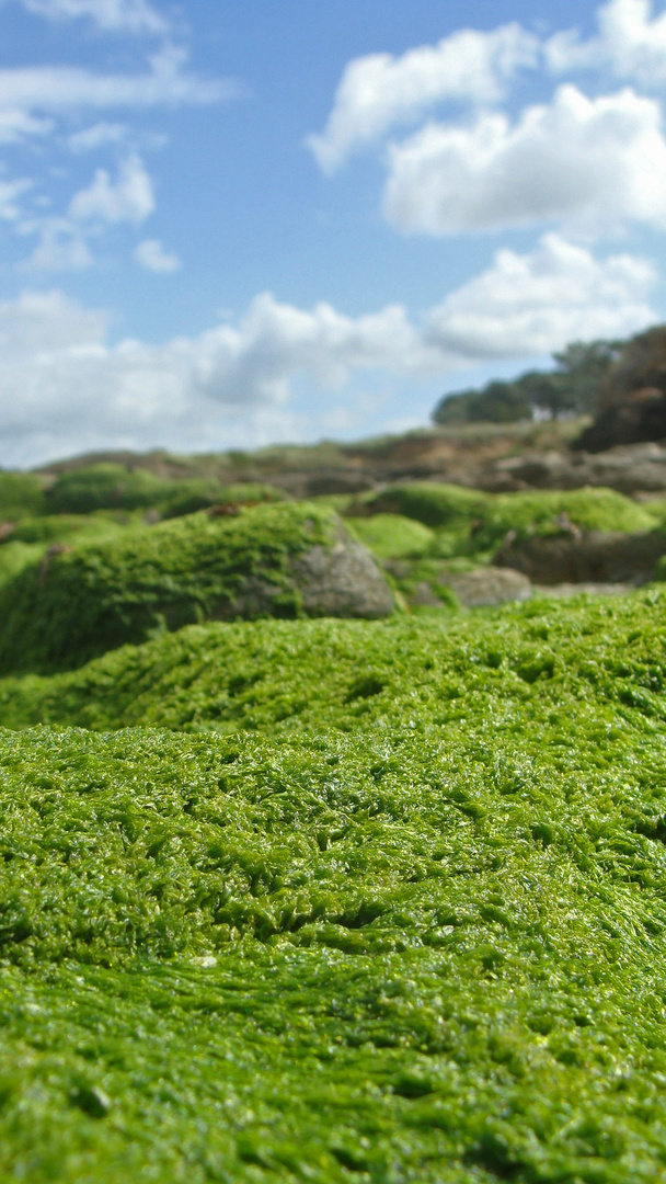 Seaweed Valley