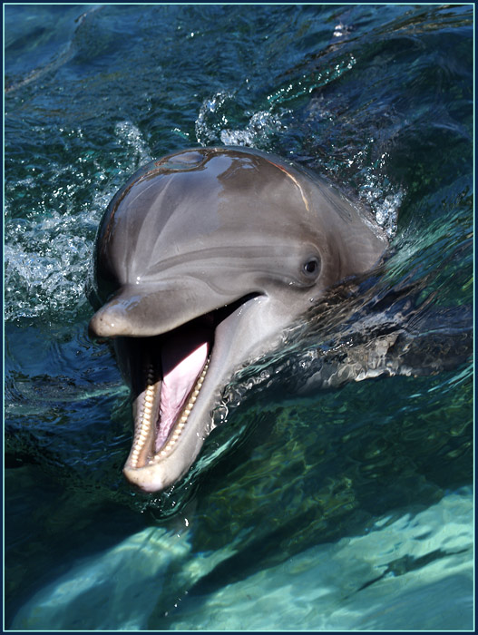 Seaworld Delphin-Postkarte