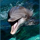Seaworld Delphin-Postkarte
