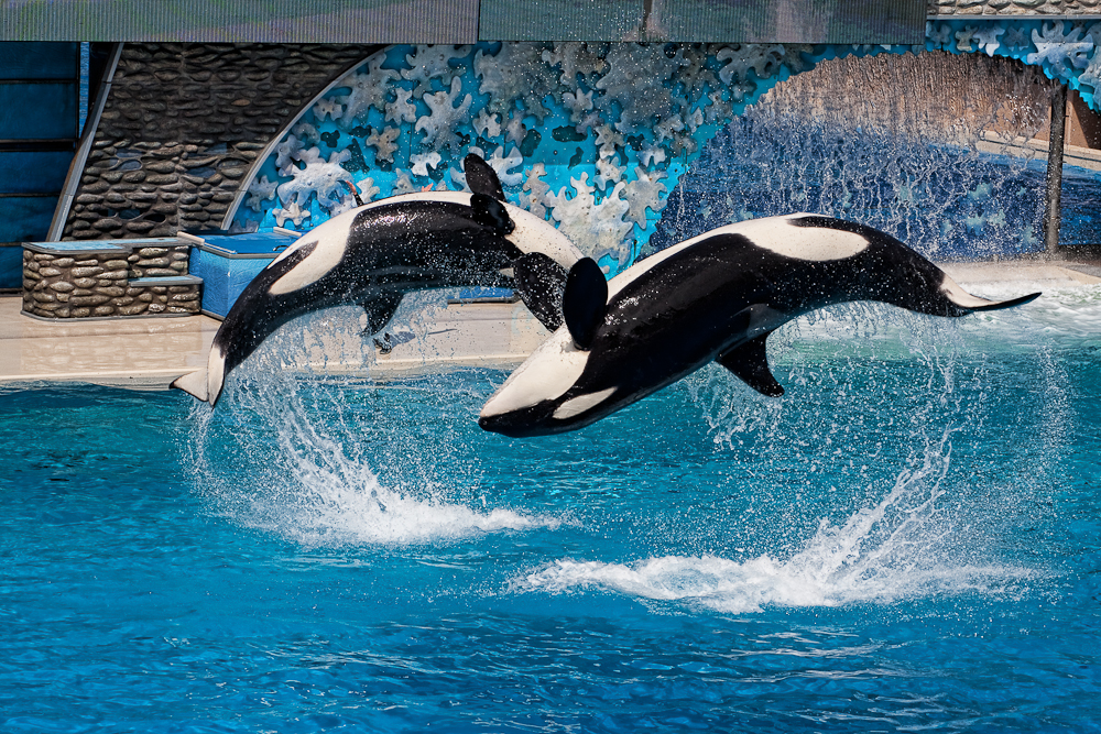 Seaworld San Diego