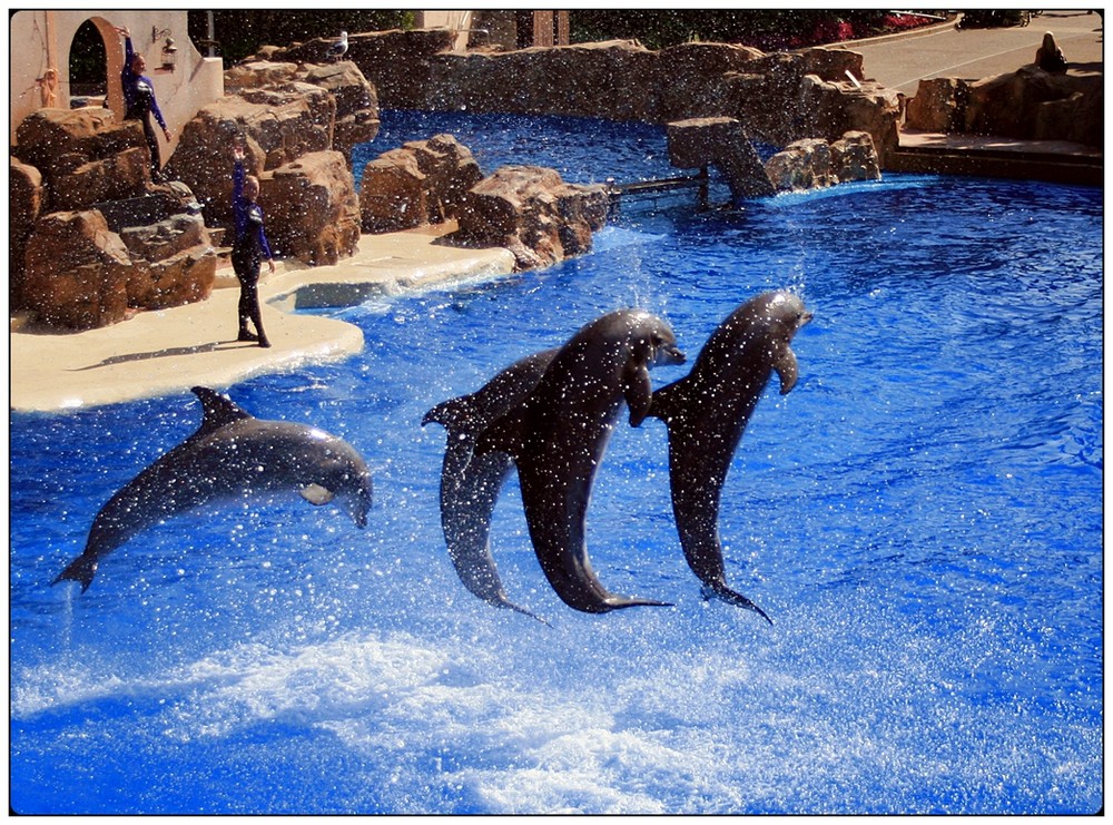 SeaWorld - San Diego I