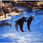 SeaWorld - San Diego I