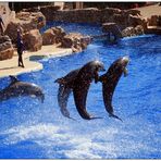 SeaWorld - San Diego I