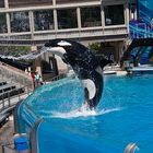 Seaworld San Diego II