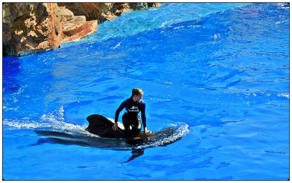 SeaWorld - San Diego II