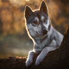 Sebirian Husky 