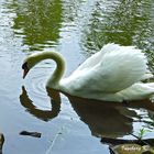 Sebstbildnis eines Schwans - er betrachtet sein Abbild im Wasser neugierig 