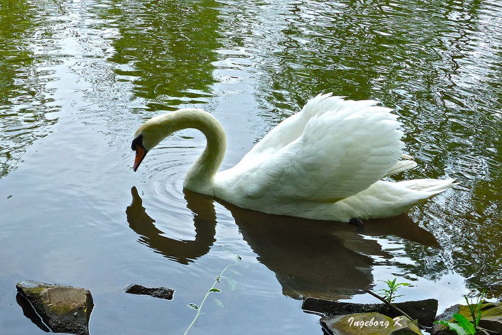 Sebstbildnis eines Schwans - er betrachtet sein Abbild im Wasser neugierig 