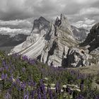 Seceda Dolomiten