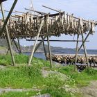 Séchage de poissons aux Iles Lofoten (Norvège)