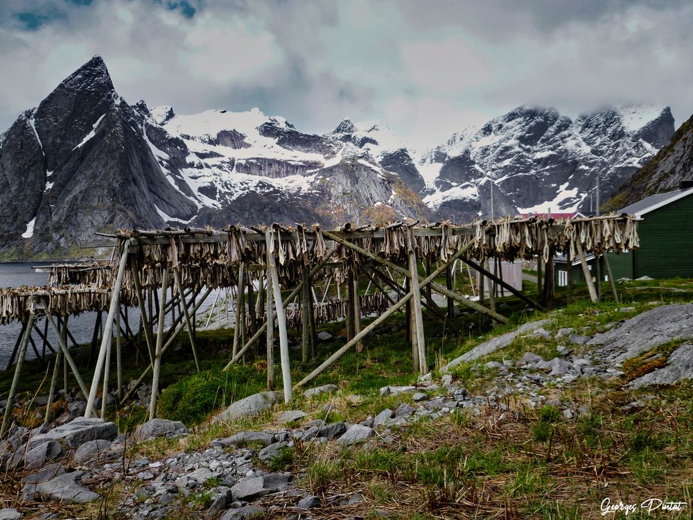 Séchage des morues aux îles Lofoten (Norvège)