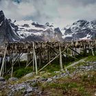 Séchage des morues aux îles Lofoten (Norvège)