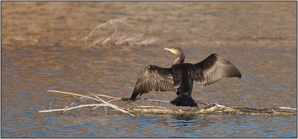 Sécher les ailes