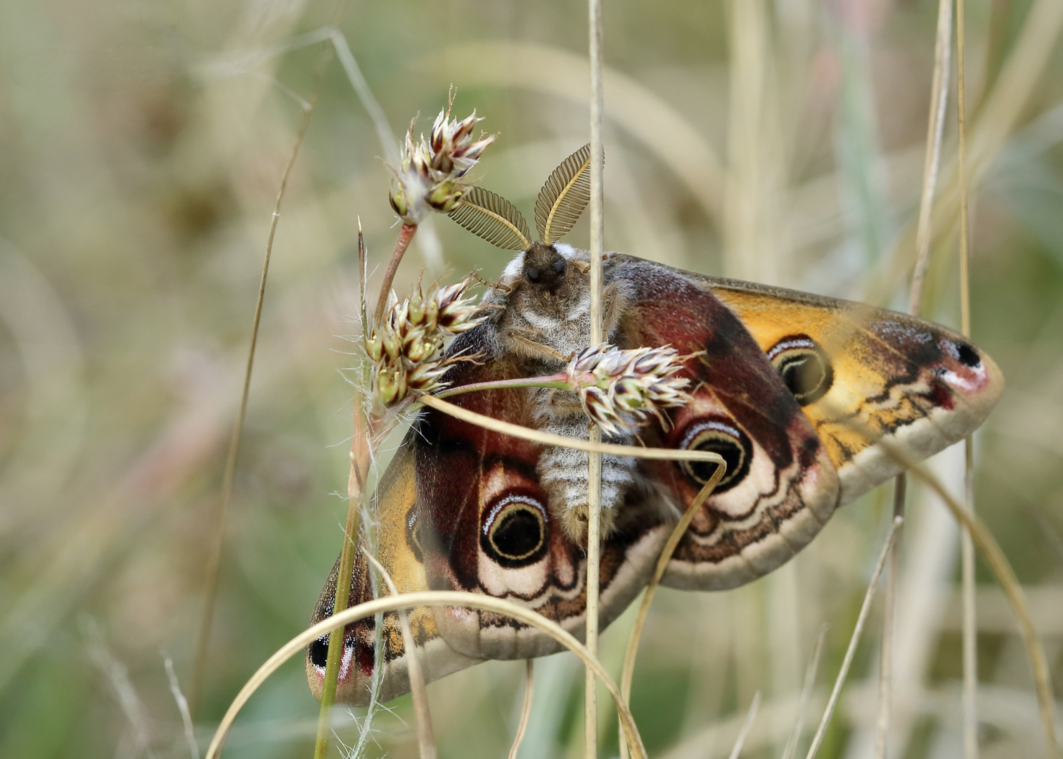 Sechs Augen im Wiesendschungel