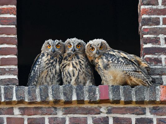 Sechs Augen Uhu Kinder