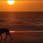 Sechs Beine im Sonnenuntergang