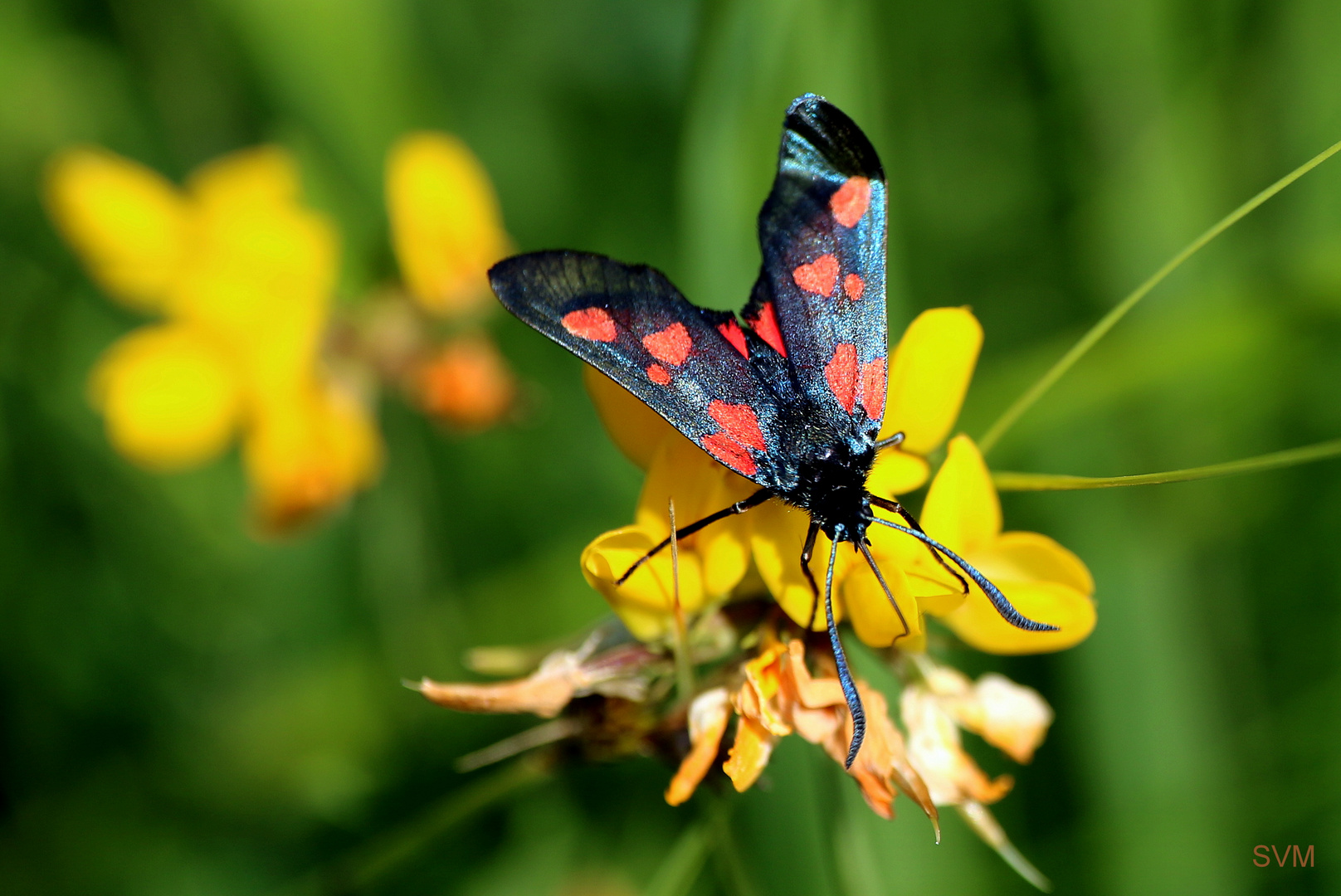 Sechs- Fleck- Widderchen auf einer gelben Blüte