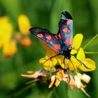 Sechs- Fleck- Widderchen auf einer gelben Blüte