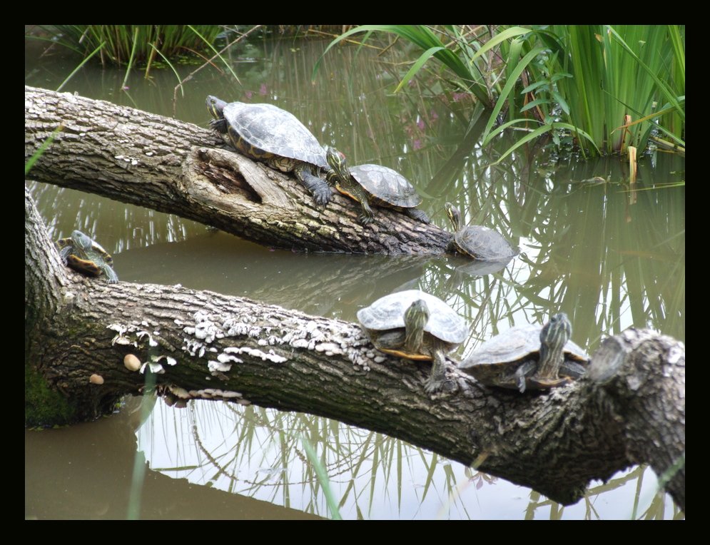 Sechs kleine Schildkröten