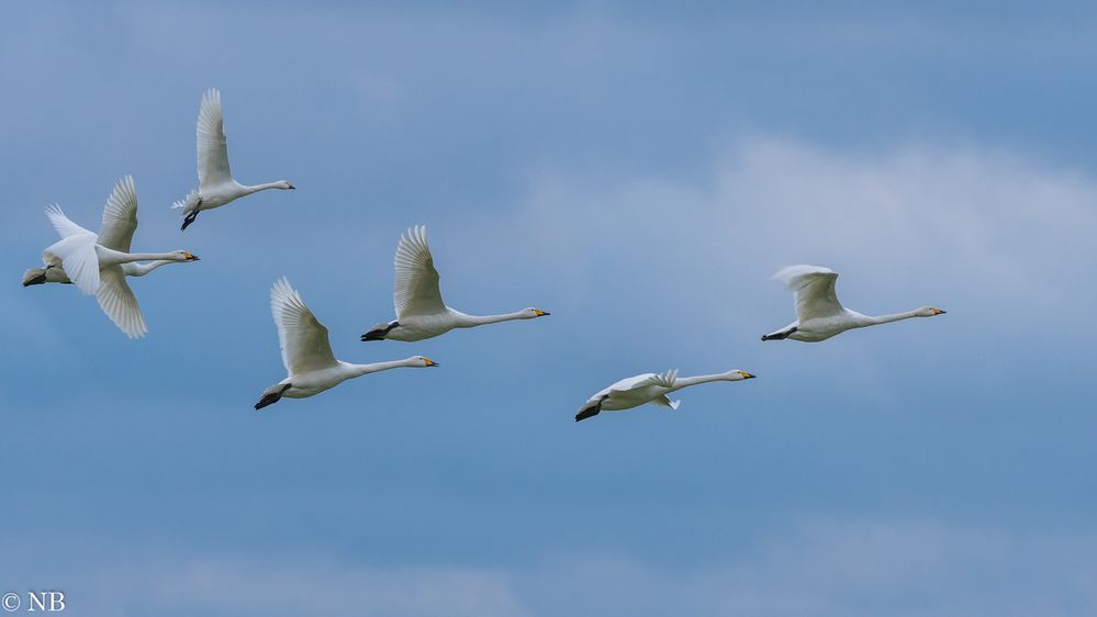 "Sechs Singschwäne & ein Zwergschwan 2022"