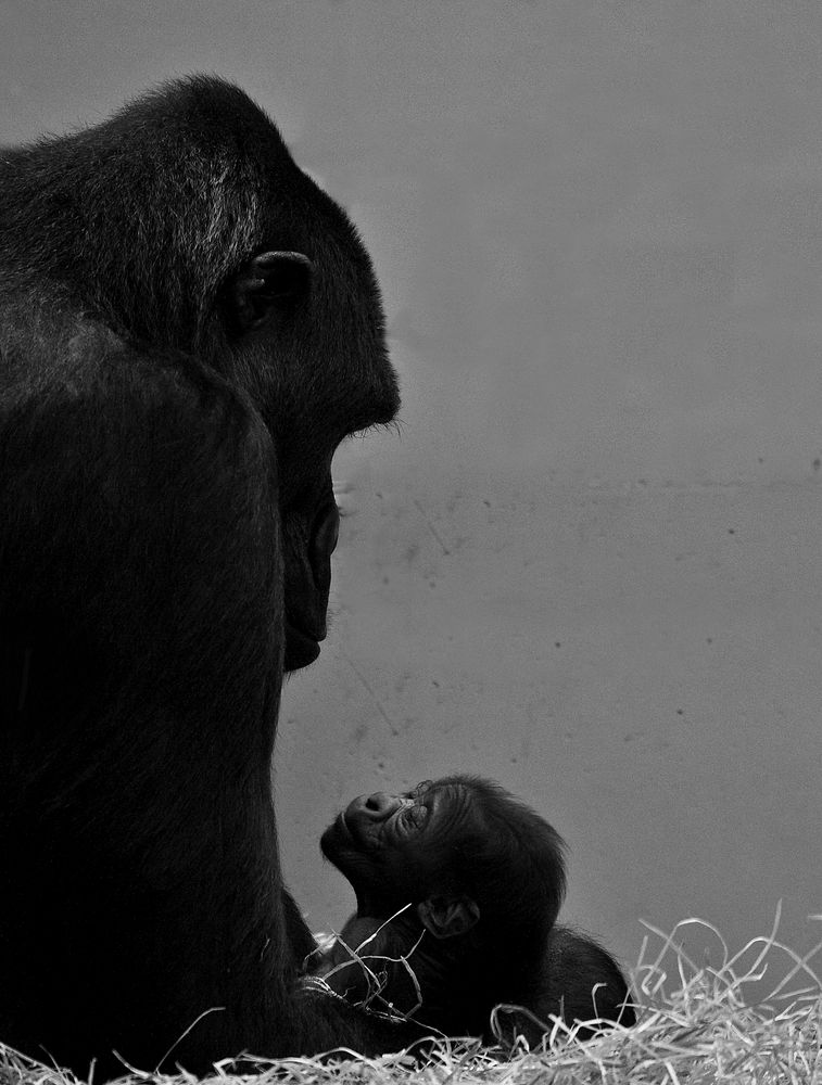 Sechs Stunden altes Gorillababy mit seiner Mutter