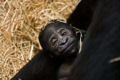 Sechs Stunden altes Gorillababy_01